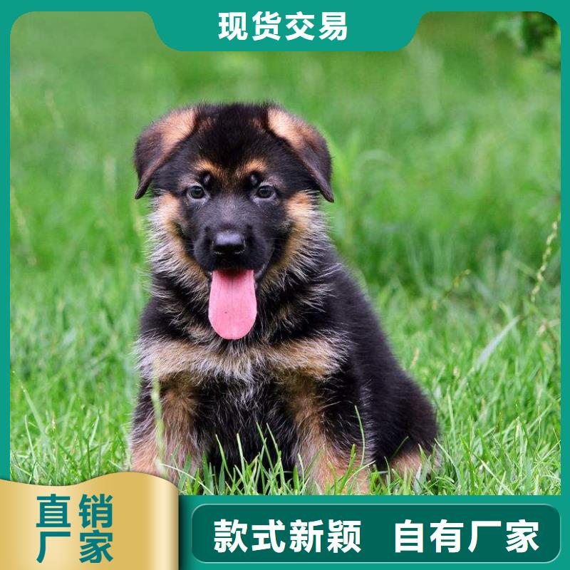 【德国牧羊犬】德牧犬助您降低采购成本