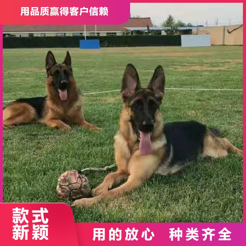 德国牧羊犬-拉布拉多犬服务至上