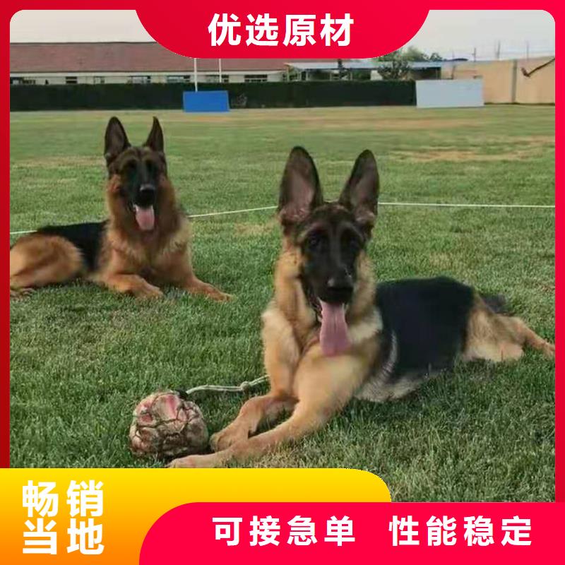 德国牧羊犬罗威纳犬定金锁价