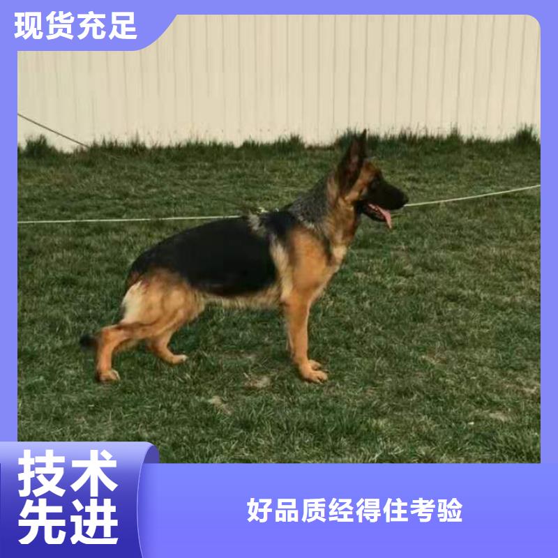 德国牧羊犬卡斯罗犬的图文介绍