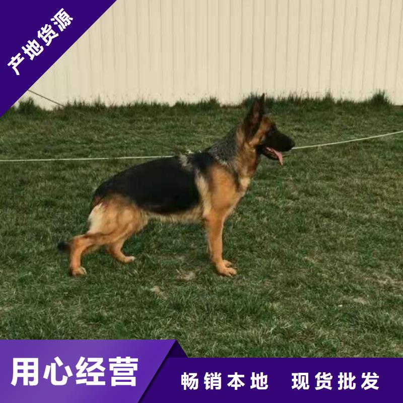 【德国牧羊犬罗威纳犬闪电发货】