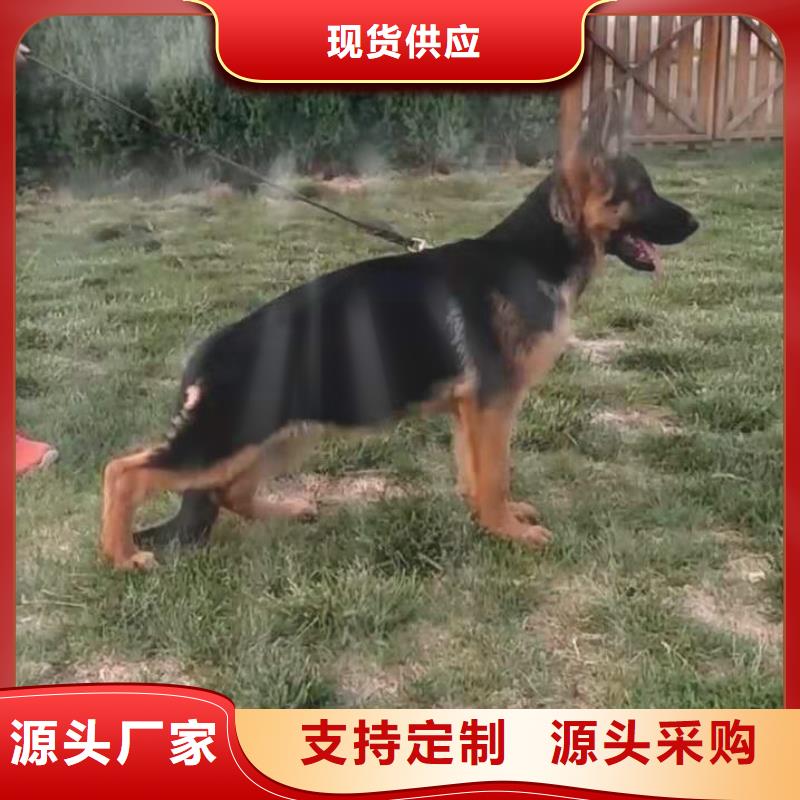 德国牧羊犬德牧犬一站式采购