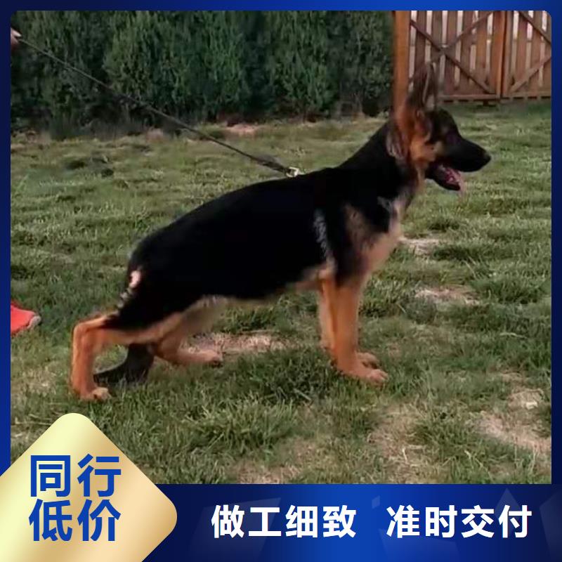 德国牧羊犬罗威纳犬货真价实