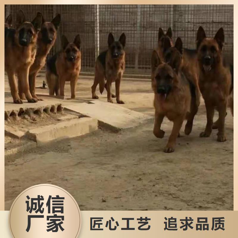 【德国牧羊犬】_杜宾犬用心提升细节