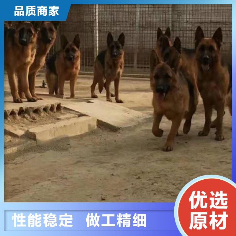 【德国牧羊犬比特犬厂家直销直供】