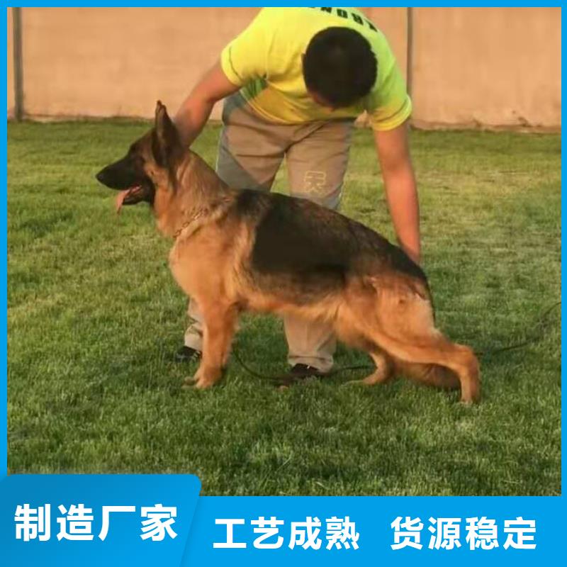 德国牧羊犬罗威纳犬实体诚信经营