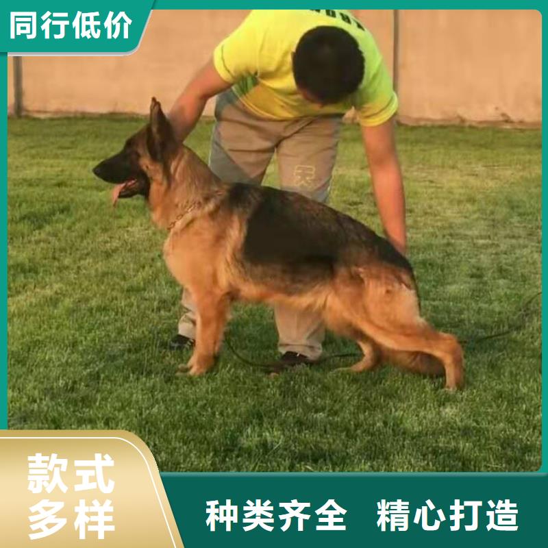 德国牧羊犬_【马犬】品质保障价格合理