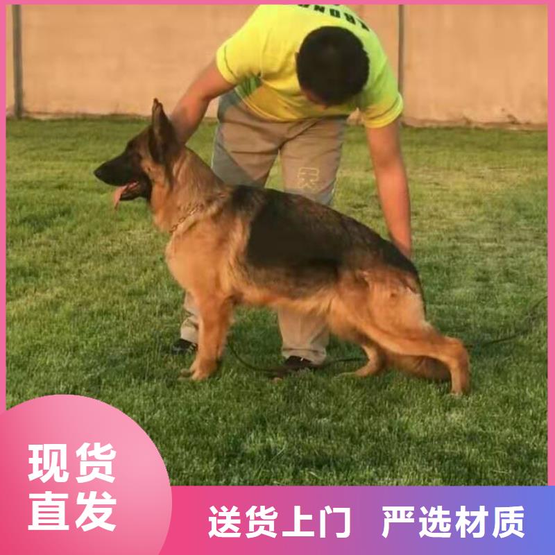 【德国牧羊犬】马犬优势