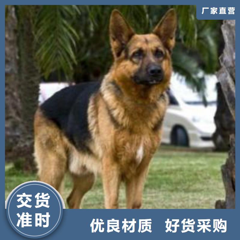 德国牧羊犬_黑狼工艺精细质保长久