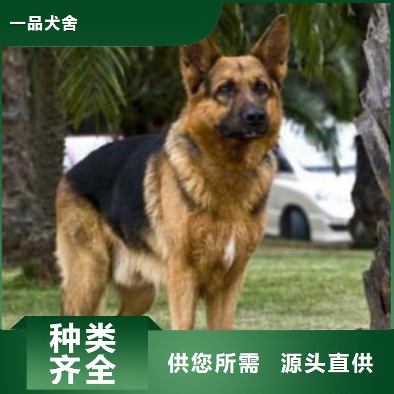 【德国牧羊犬】-罗威纳犬诚信厂家