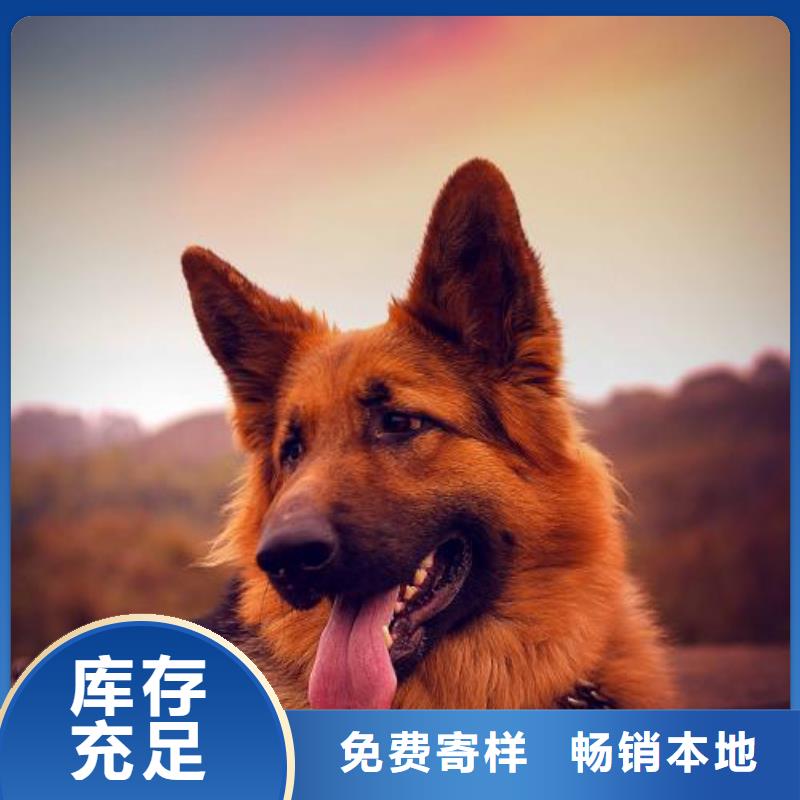 【德国牧羊犬】_卡斯罗犬厂家采购