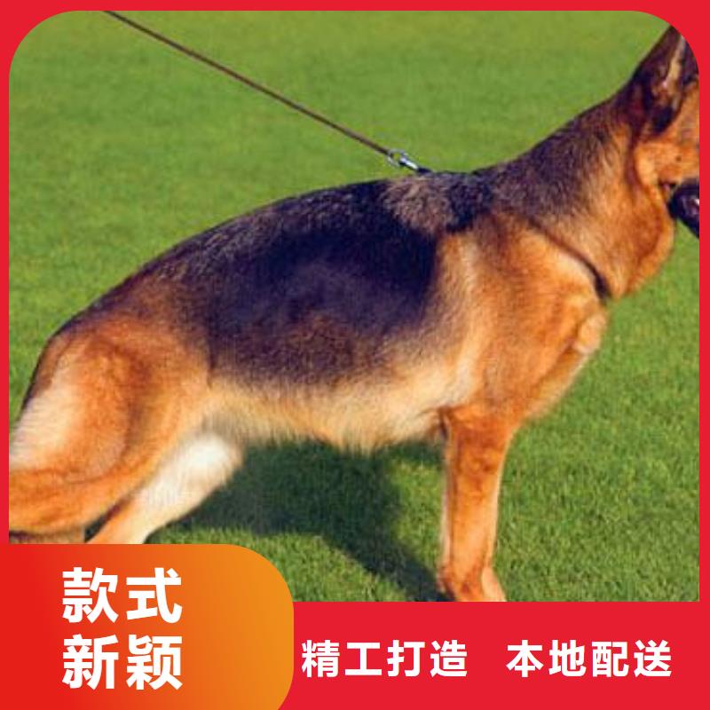 德国牧羊犬-拉布拉多犬服务至上