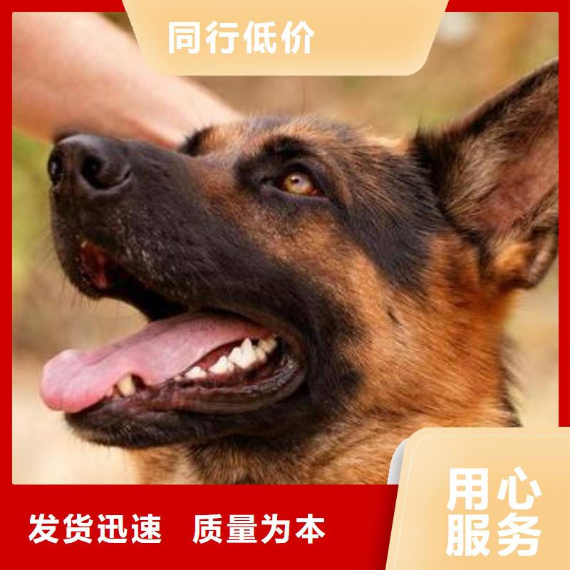 德国牧羊犬【德牧犬】市场报价