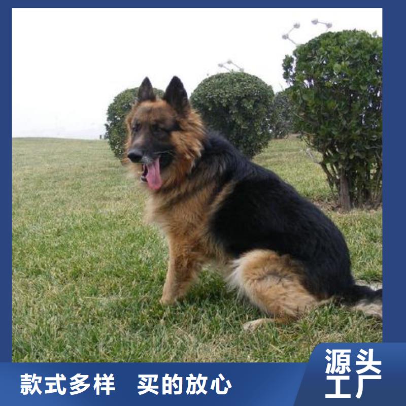 德国牧羊犬【杜宾犬】厂家直营