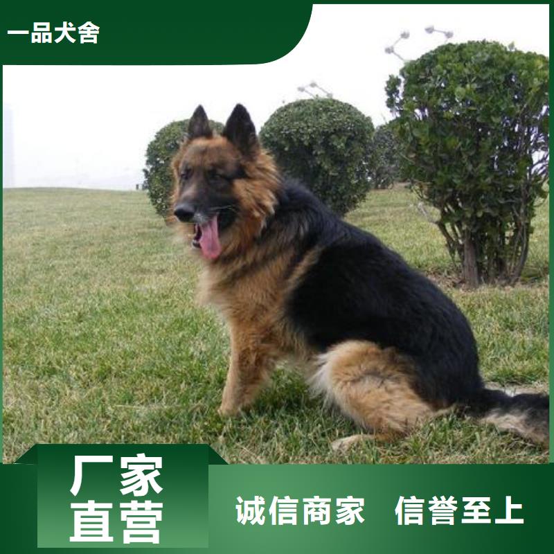 【德国牧羊犬】,黑狼工程施工案例