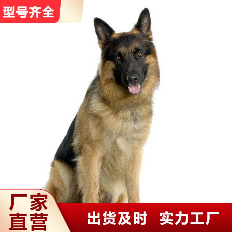 德国牧羊犬【杜宾犬】厂家直营