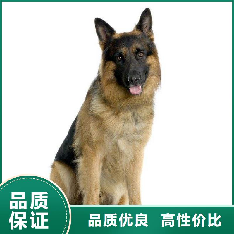 德国牧羊犬黑狼推荐厂家