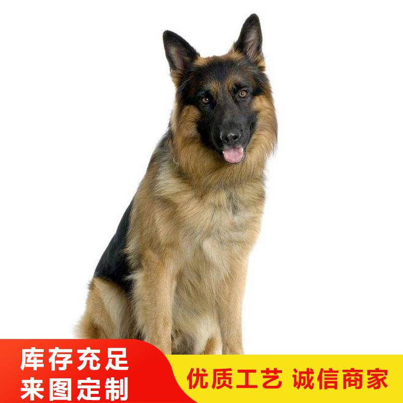 德国牧羊犬【德牧犬】服务至上