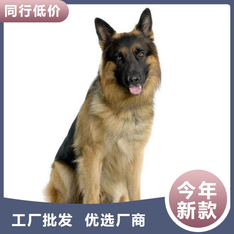 德国牧羊犬卡斯罗犬源头厂家