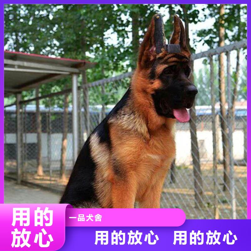 【德国牧羊犬罗威纳犬厂家实力雄厚】