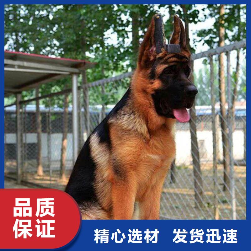 德国牧羊犬-杜宾犬每个细节都严格把关