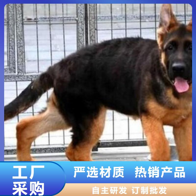 【德国牧羊犬】-罗威纳犬诚信厂家