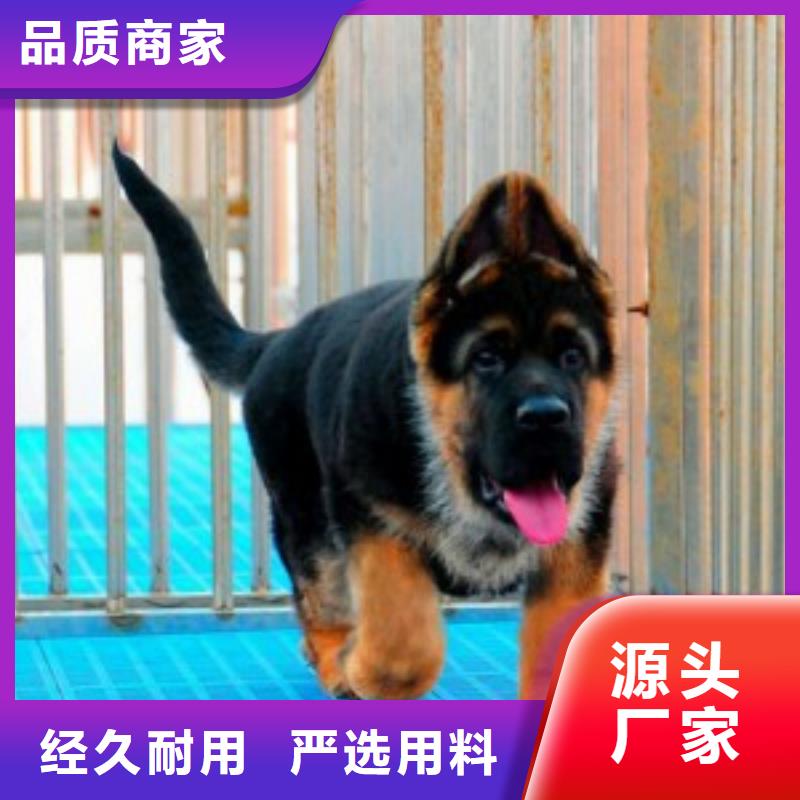 德国牧羊犬卡斯罗犬的图文介绍