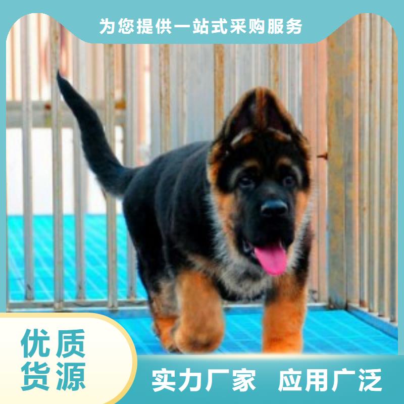 德国牧羊犬【德牧犬】市场报价