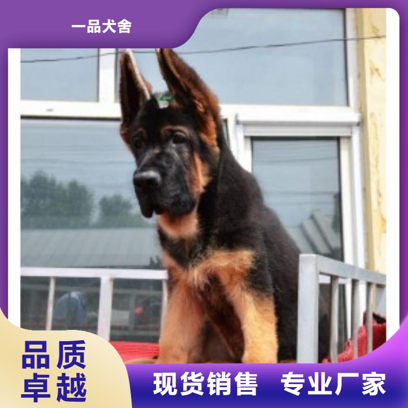 德国牧羊犬德牧犬免费寄样