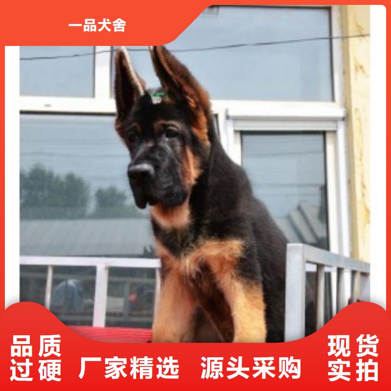 德国牧羊犬-马犬为您精心挑选