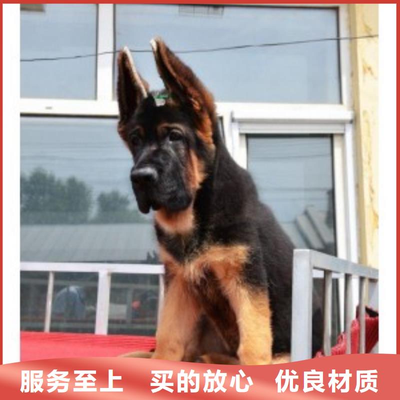 德国牧羊犬德牧犬一站式采购