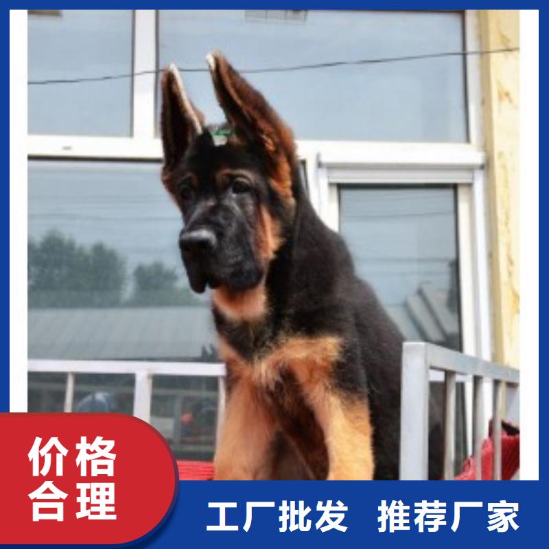 德国牧羊犬_【卡斯罗犬】闪电发货