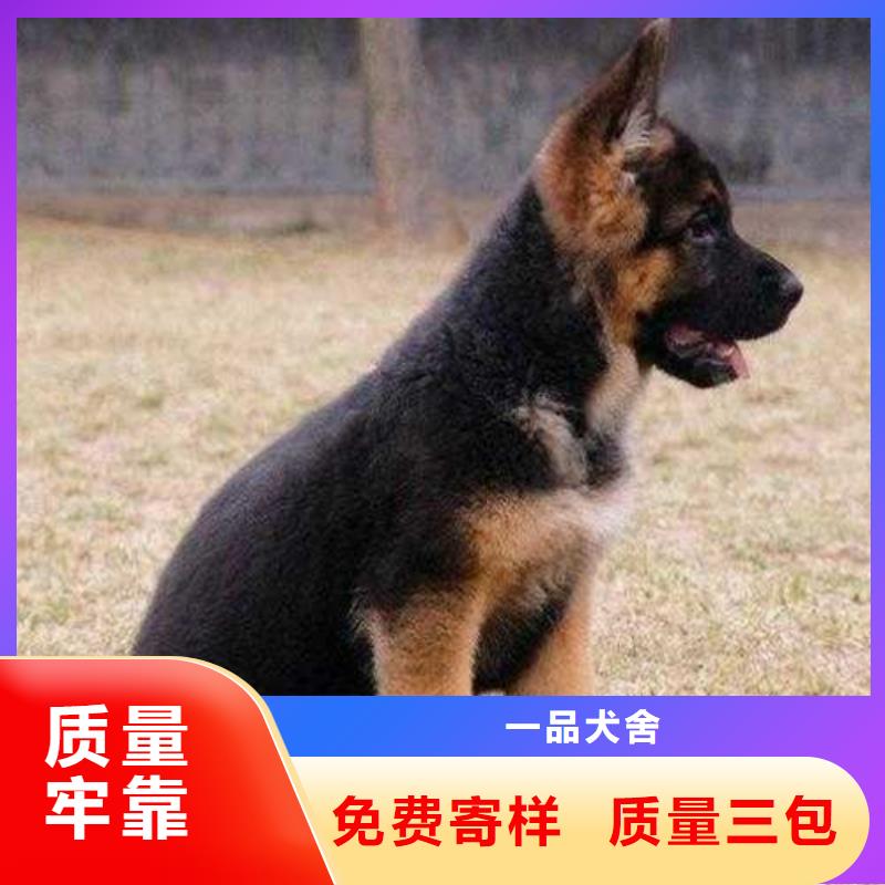 德国牧羊犬卡斯罗犬的图文介绍