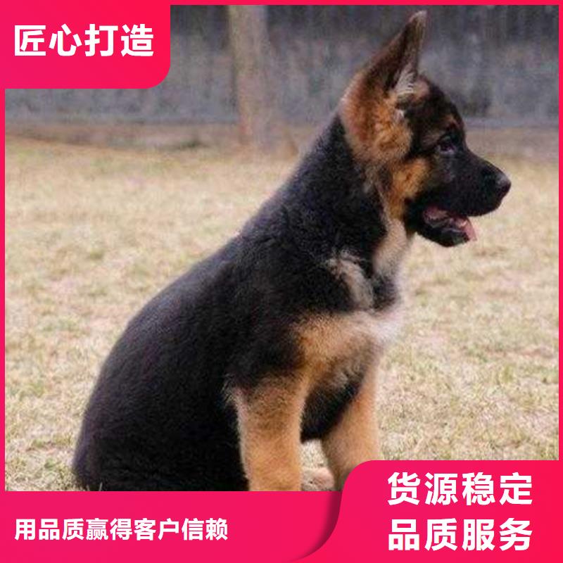 德国牧羊犬杜宾犬符合行业标准