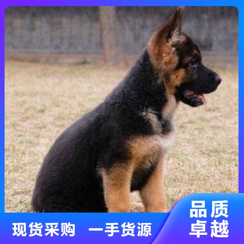 【德国牧羊犬】德牧犬助您降低采购成本