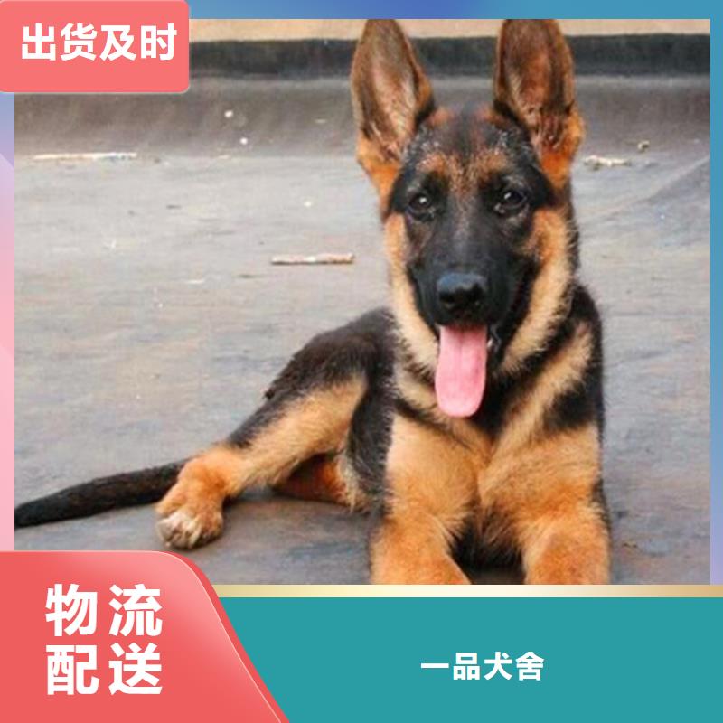 德国牧羊犬_【马犬】品质保障价格合理