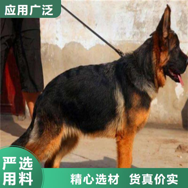 德国牧羊犬罗威纳犬定金锁价