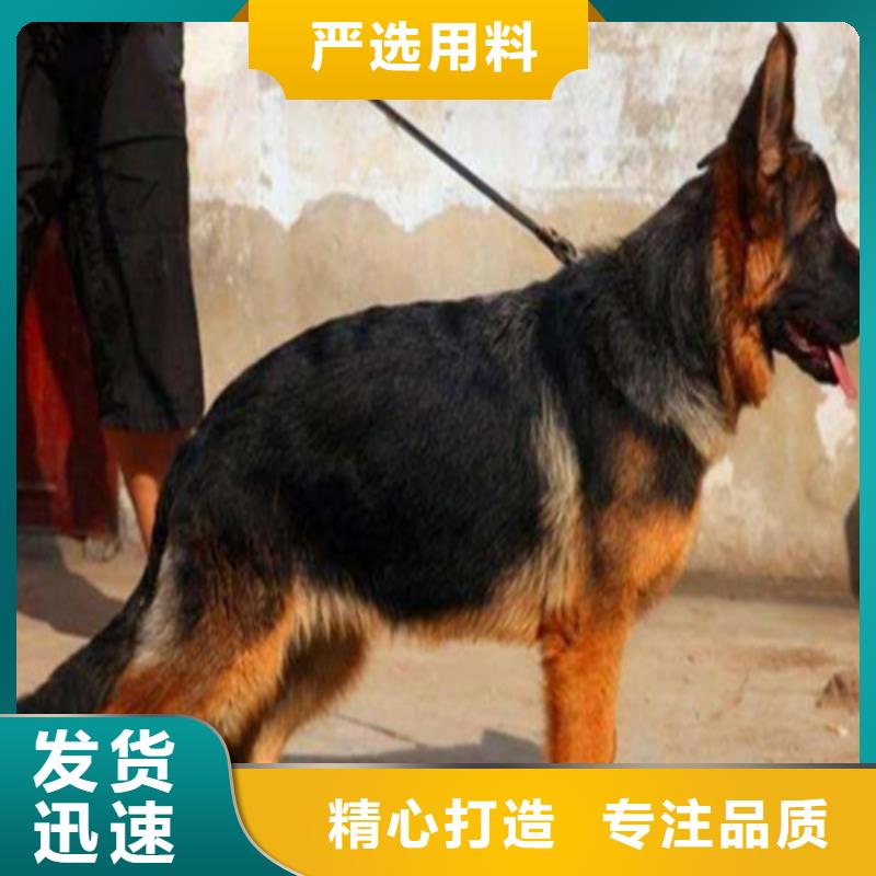 德国牧羊犬罗威纳犬支持批发零售