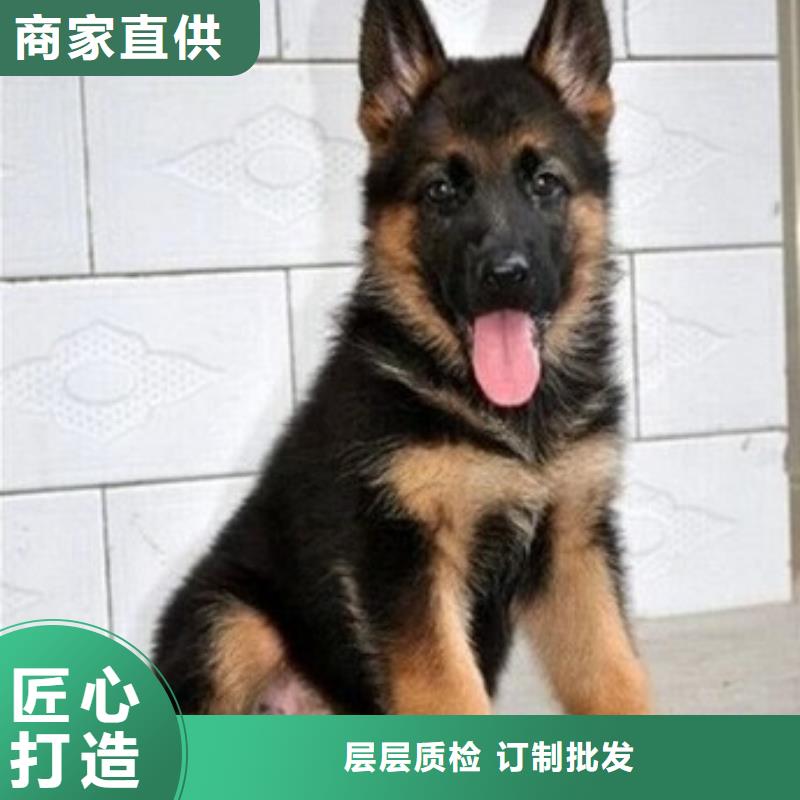 德国牧羊犬比特犬质量无忧