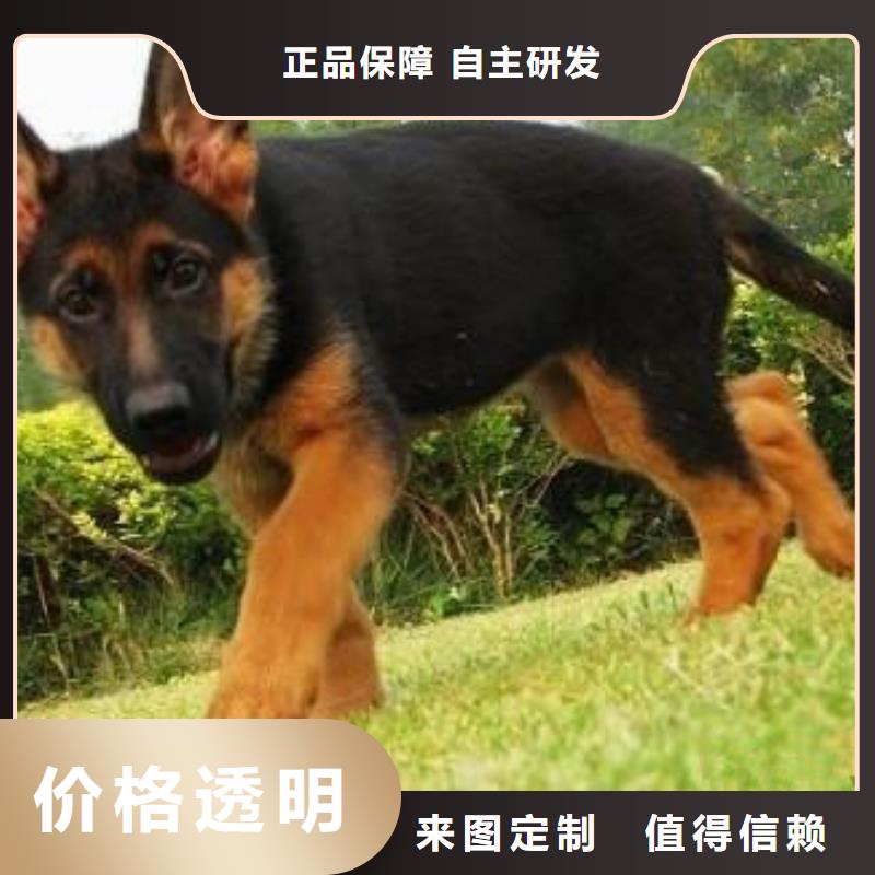 德国牧羊犬_拉布拉多犬规格型号全