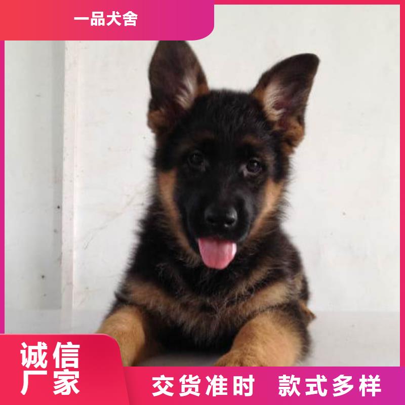 【德国牧羊犬】_卡斯罗犬厂家采购