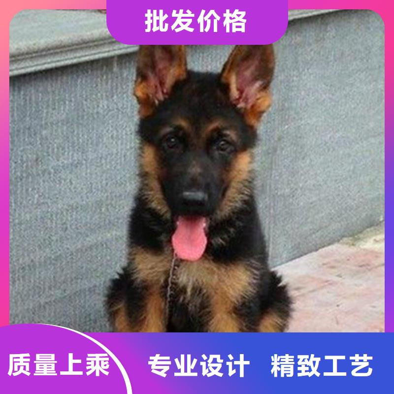 德国牧羊犬【德牧犬】市场报价