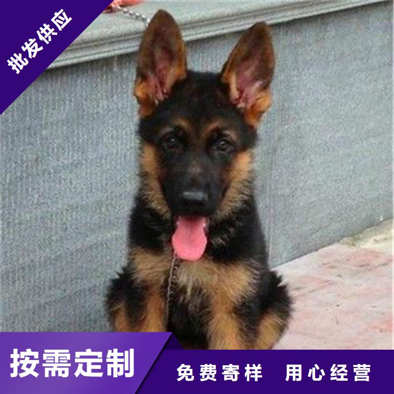 德国牧羊犬马犬精品优选