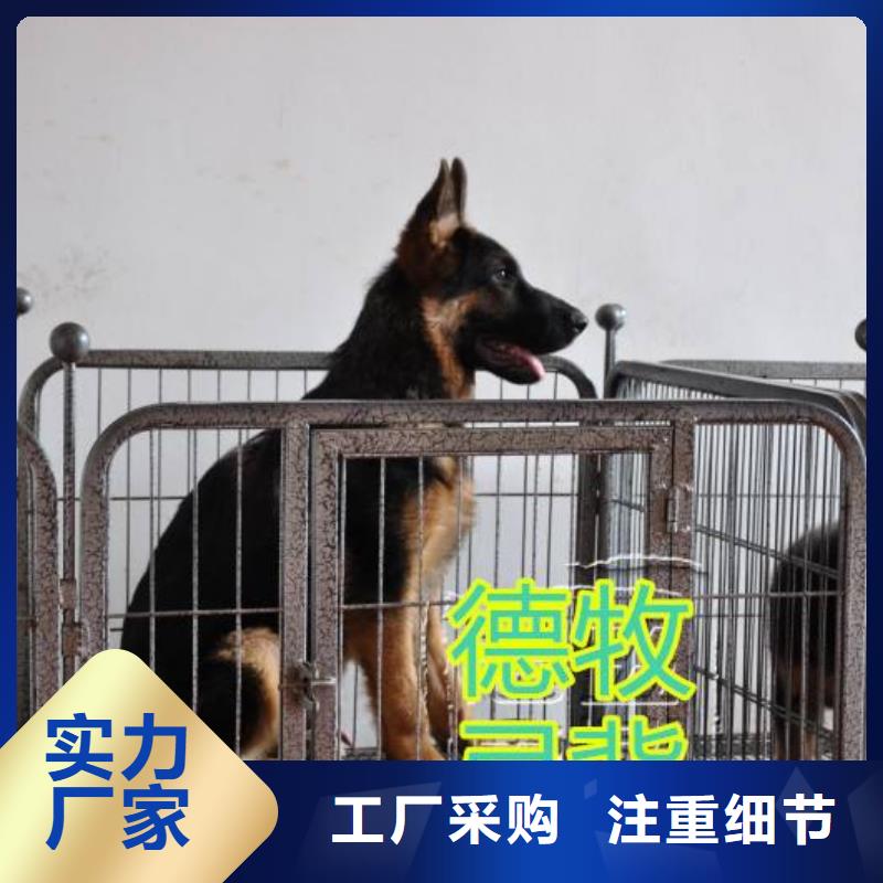 【德国牧羊犬】-罗威纳犬诚信厂家