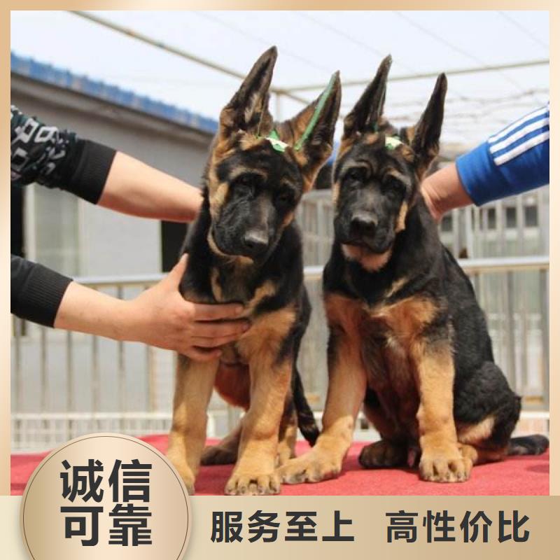 【德国牧羊犬】杜宾犬价格地道