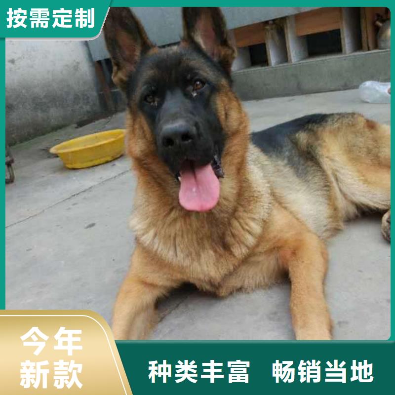 德国牧羊犬_拉布拉多犬规格型号全