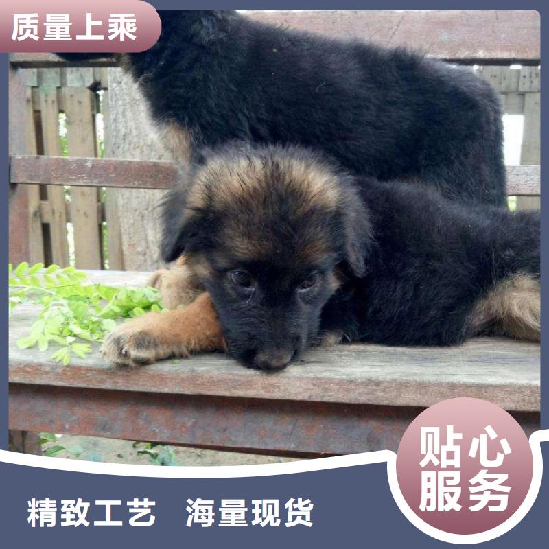 德国牧羊犬罗威纳犬实体诚信经营