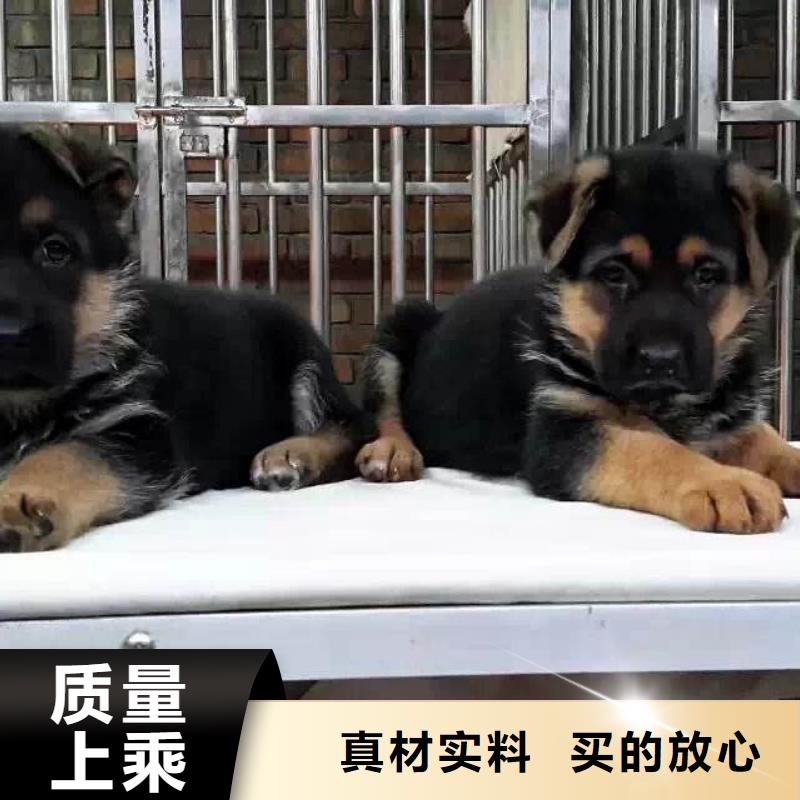 德国牧羊犬【杜宾犬】厂家直营