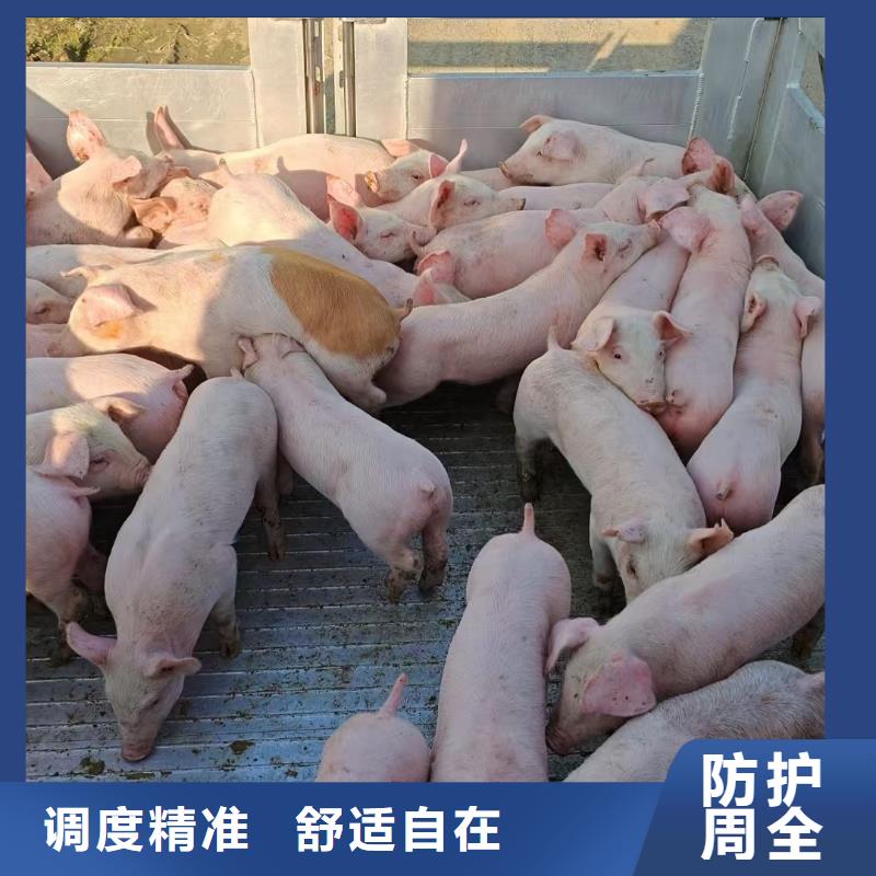 宿迁市泗阳到原料运输品牌知名