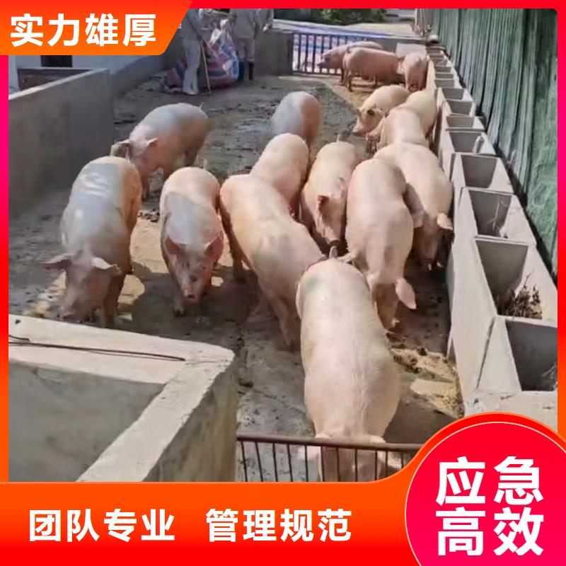 宿迁市泗洪到猪笼车运输信誉卓著